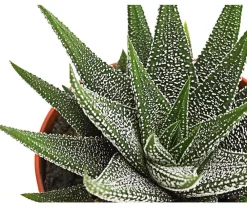 Dehner Haworthie - Haworthia concolor Grün Hot