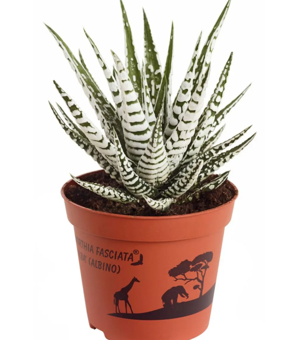Dehner Haworthie - Haworthia fasciata 'Alba' Best