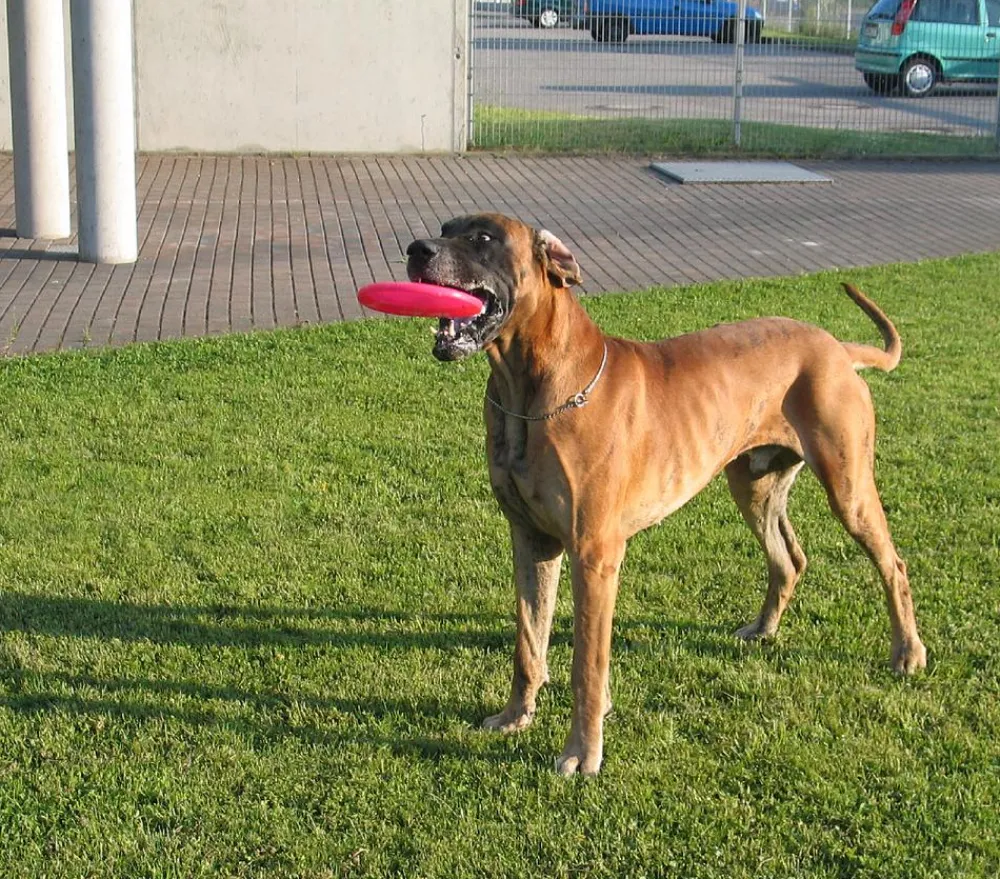 HEALTHY® Hundespielzeug - Healthy Hundespielzeug Fly, ca. Ø22 cm