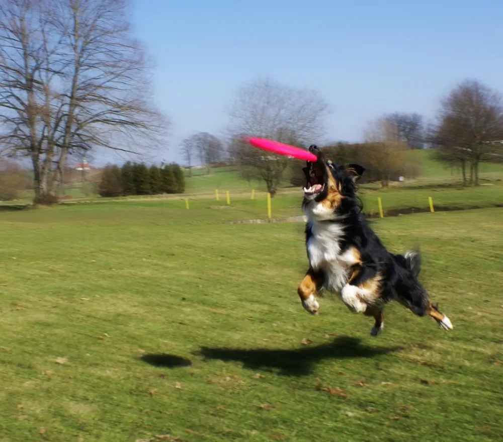 HEALTHY® Hundespielzeug - Healthy Hundespielzeug Fly, ca. Ø22 cm