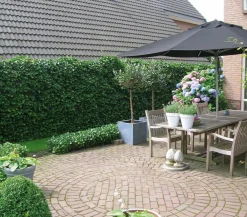 Hecke am laufenden Meter ® Balkonhecke - Efeu, ca. 130 cm Dunkelgrün Sale