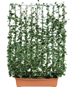 Hecke am laufenden Meter ® Balkonhecke - Efeu, ca. 130 cm Dunkelgrün Sale