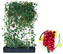 Hecke am laufenden Meter Fertighecken|Heckenpflanzen - ® Chinesisches Spaltkörbchen, ca. 160-180 cm Dunkelgrün