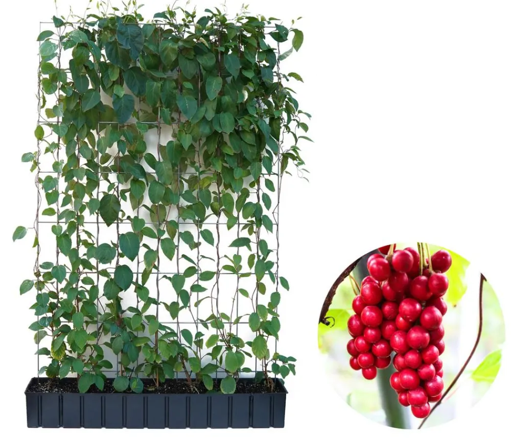 Hecke am laufenden Meter Fertighecken|Heckenpflanzen - ® Chinesisches Spaltkörbchen, ca. 160-180 cm Dunkelgrün