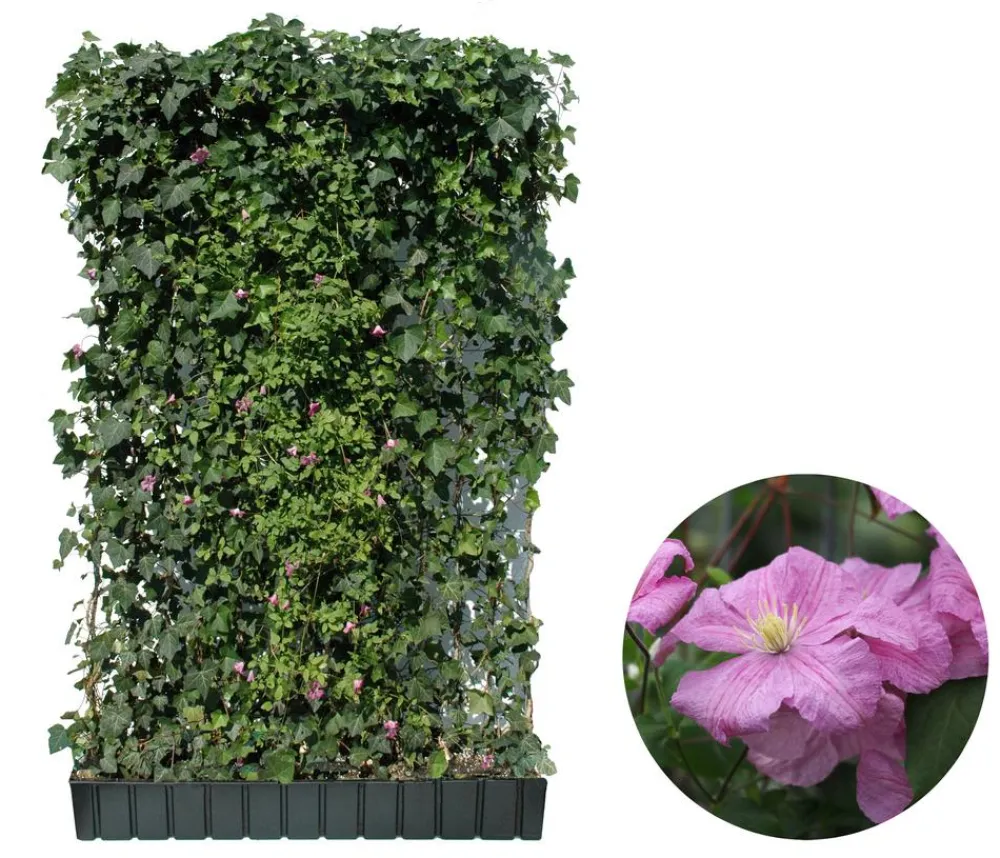 Hecke am laufenden Meter Fertighecken|Heckenpflanzen - ® Color - Efeu mit Clematis, ca. 180 cm Rosa