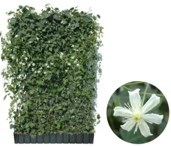Hecke am laufenden Meter Fertighecken|Heckenpflanzen > ® Color - Efeu mit Clematis, ca. 180 cm