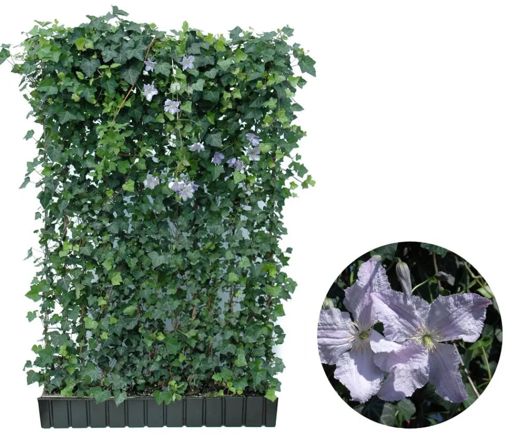 Hecke am laufenden Meter ® Color - Efeu mit Clematis, ca. 180 cm Lavendel Hot