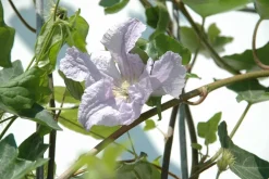 Hecke am laufenden Meter ® Color - Efeu mit Clematis, ca. 180 cm Lavendel Hot