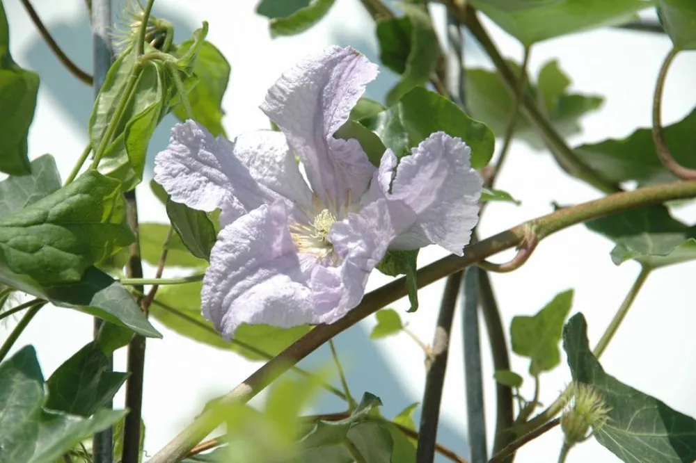 Hecke am laufenden Meter ® Color - Efeu mit Clematis, ca. 180 cm Lavendel Hot