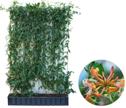 Hecke am laufenden Meter ® Immergrünes Geißblatt, ca. 160-180 cm Apricot Best