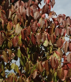Hecke am laufenden Meter Fertighecken|Heckenpflanzen > ® Kletternder Spindelstrauch 'Coloratus', ca. 100 cm