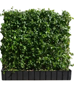 Hecke am laufenden Meter Fertighecken|Heckenpflanzen > ® Kletternder Spindelstrauch 'Coloratus', ca. 100 cm