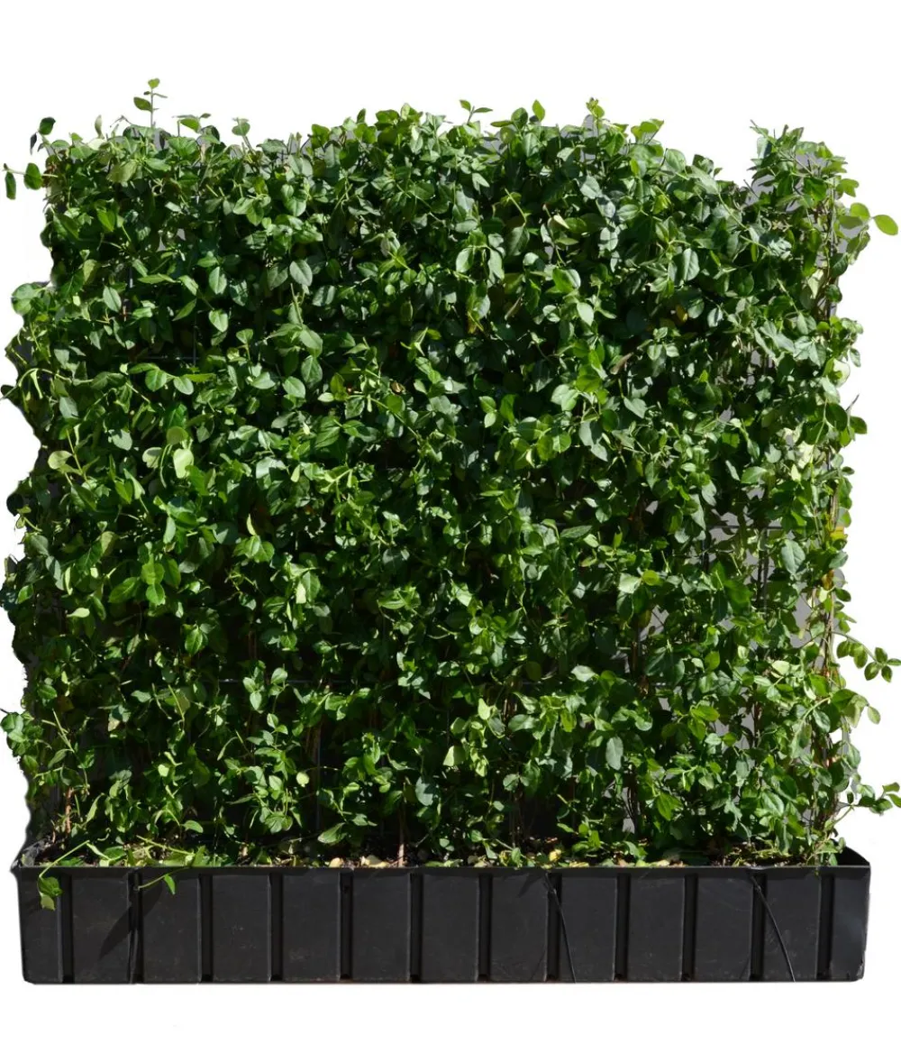 Hecke am laufenden Meter Fertighecken|Heckenpflanzen > ® Kletternder Spindelstrauch 'Coloratus', ca. 100 cm
