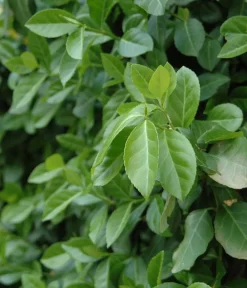 Hecke am laufenden Meter Fertighecken|Heckenpflanzen > ® Kletternder Spindelstrauch 'Coloratus', ca. 100 cm