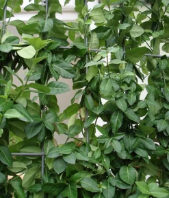 Hecke am laufenden Meter Fertighecken|Heckenpflanzen > ® Kletternder Spindelstrauch 'Coloratus', ca. 100 cm