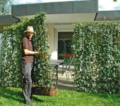Hecke am laufenden Meter ® 'Woerneri' - Efeu, ca. 100 cm Dunkelgrün Hot