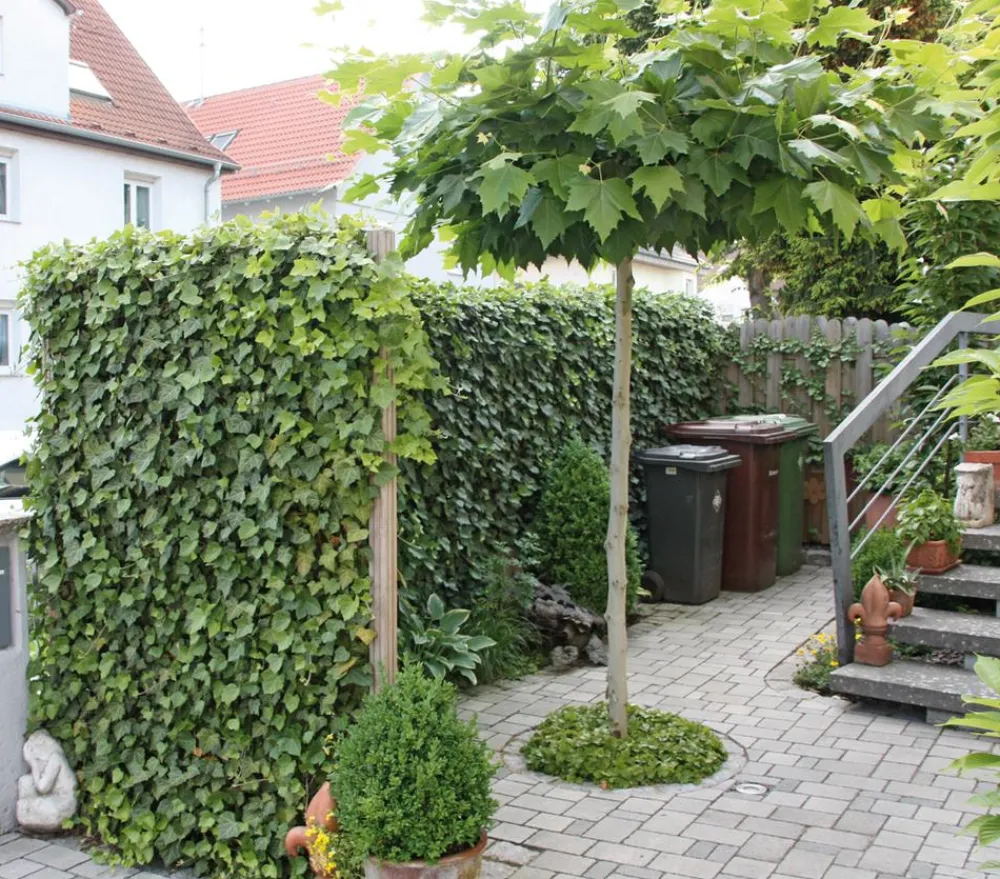 Hecke am laufenden Meter Fertighecken|Heckenpflanzen - ® 'Woerneri' - Efeu, ca. 180 cm Dunkelgrün