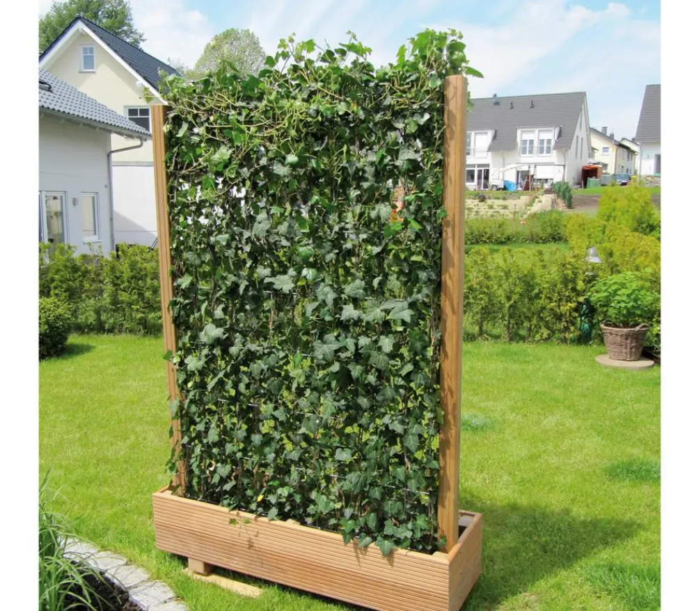 Hecke am laufenden Meter Fertighecken|Heckenpflanzen - ® 'Woerneri' - Efeu, ca. 200 cm Dunkelgrün