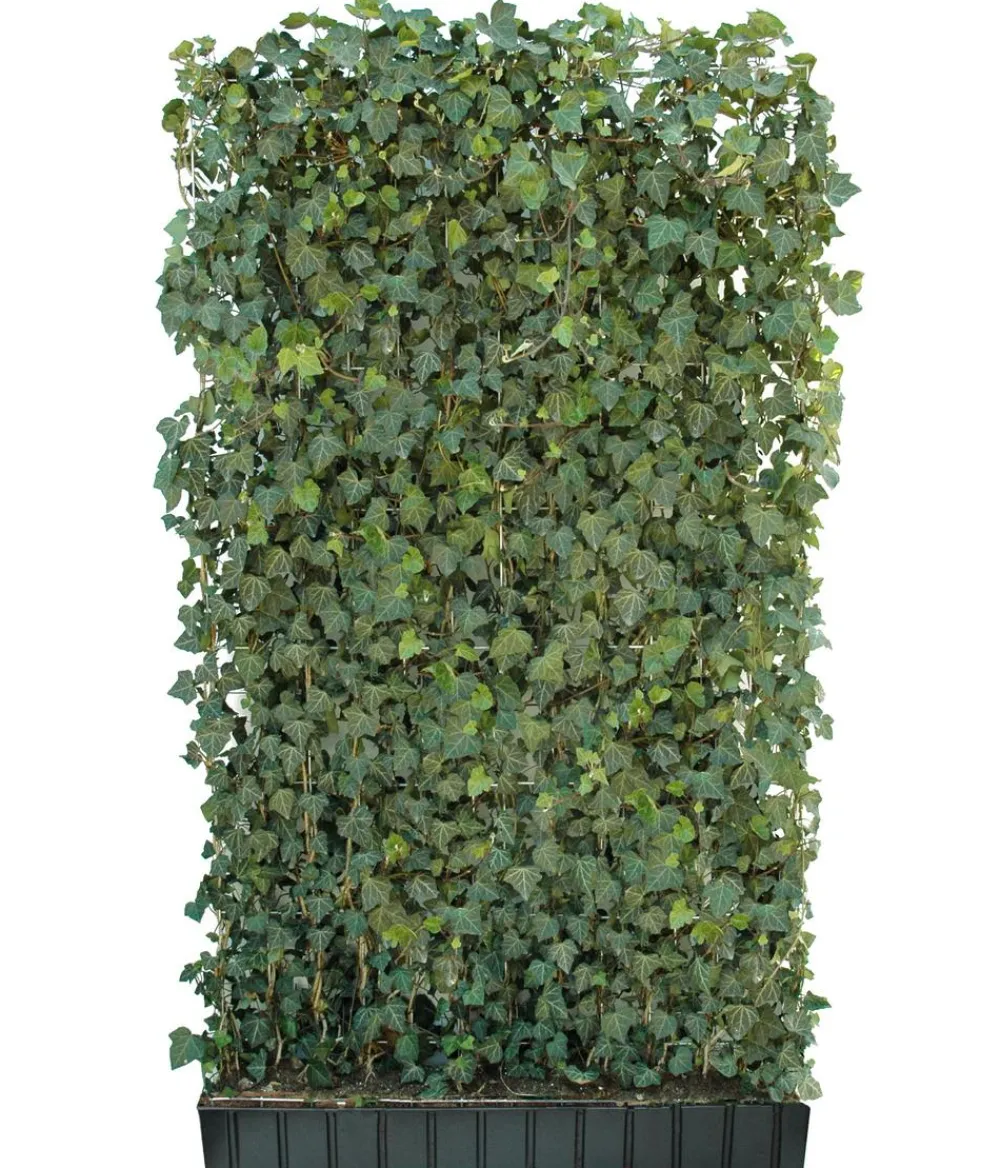 Hecke am laufenden Meter Fertighecken|Heckenpflanzen - ® 'Woerneri' - Efeu, ca. 200 cm Dunkelgrün