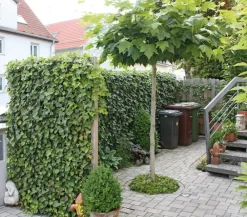 Hecke am laufenden Meter Fertighecken|Heckenpflanzen - ® 'Woerneri' - Efeu, ca. 200 cm Dunkelgrün