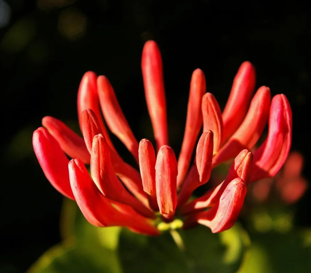 Dehner Kletterpflanzen > Heckenkirsche 'Dropmore Scarlet'
