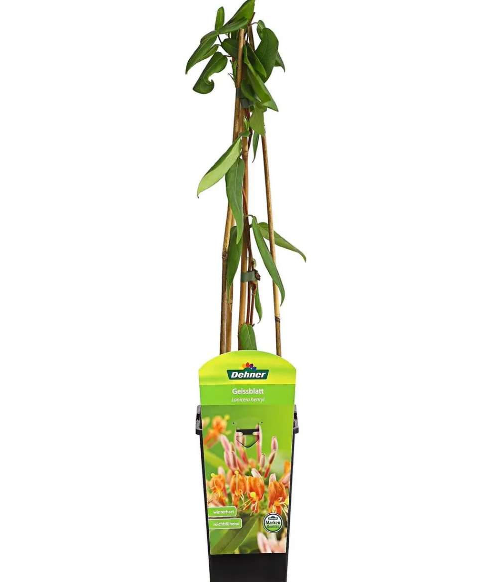 Dehner Heckenkirsche 'Henry' Apricot Online