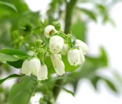 Dehner Heidelbeeren Heidelbeer-Drilling Dunkelblau Online