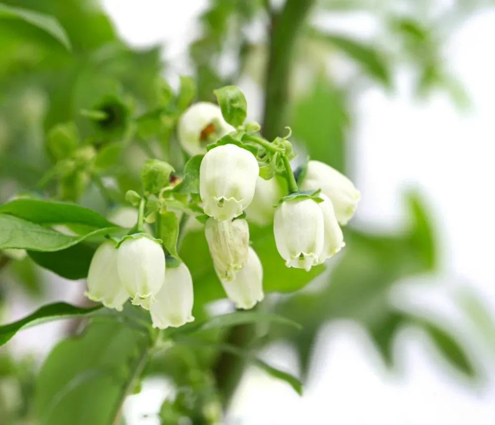Dehner Heidelbeeren Heidelbeer-Drilling Dunkelblau Online
