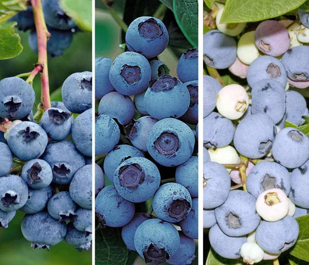 Dehner Heidelbeeren Heidelbeer-Drilling Dunkelblau Online