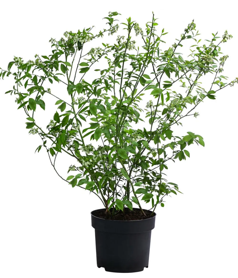 Dehner Heidelbeeren Heidelbeer-Drilling Dunkelblau Online