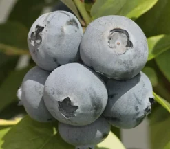 Dehner Heidelbeeren Heidelbeere 'Bonus' Blau Online