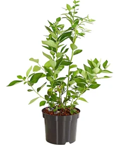 Dehner Heidelbeere 'Chandler' Dunkelblau New