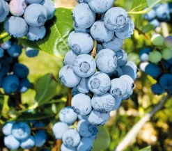Dehner Heidelbeeren Heidelbeeren|Beerensträucher - Heidelbeere 'Duke' Blau