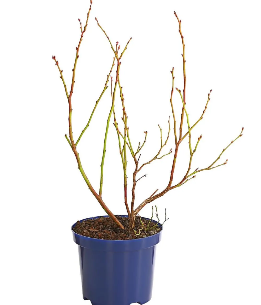 Dehner Heidelbeeren Heidelbeeren|Beerensträucher - Heidelbeere 'Duke' Blau