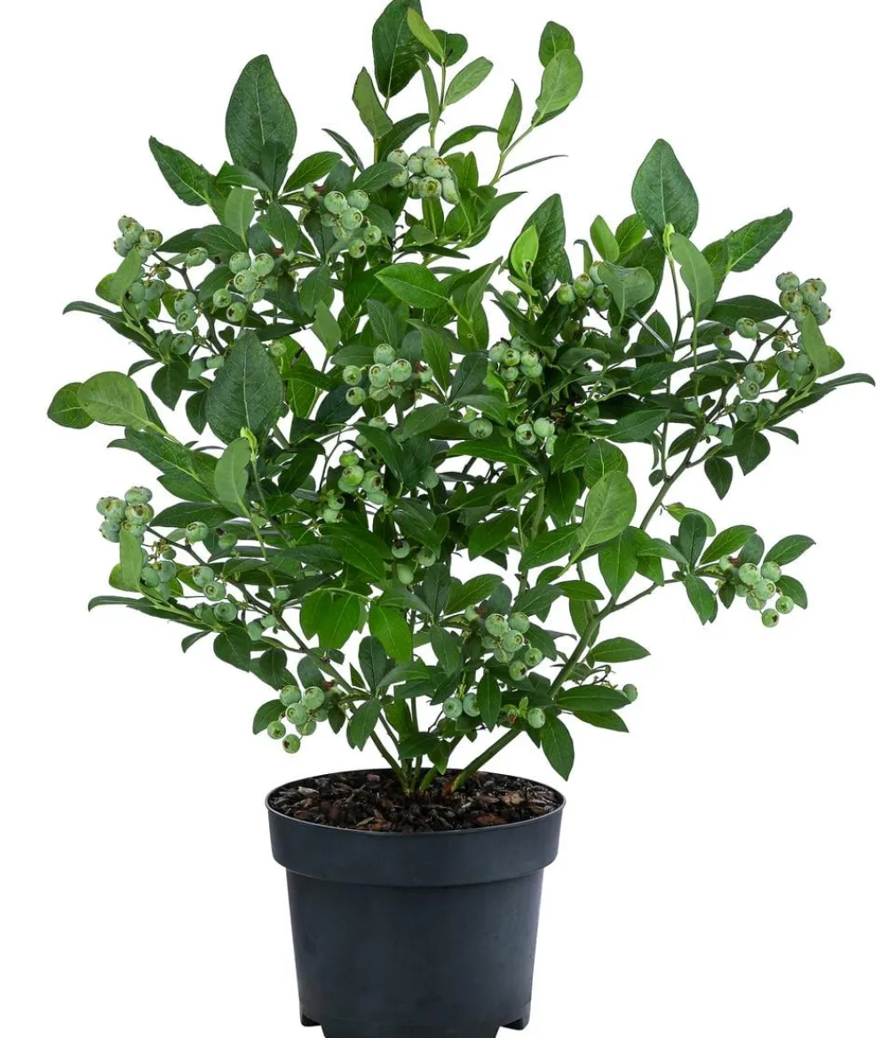 Dehner Heidelbeeren Heidelbeeren|Beerensträucher - Heidelbeere 'Duke' Blau