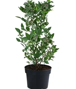 Dehner Heidelbeeren Heidelbeeren|Beerensträucher - Heidelbeere 'Elliot' Blau