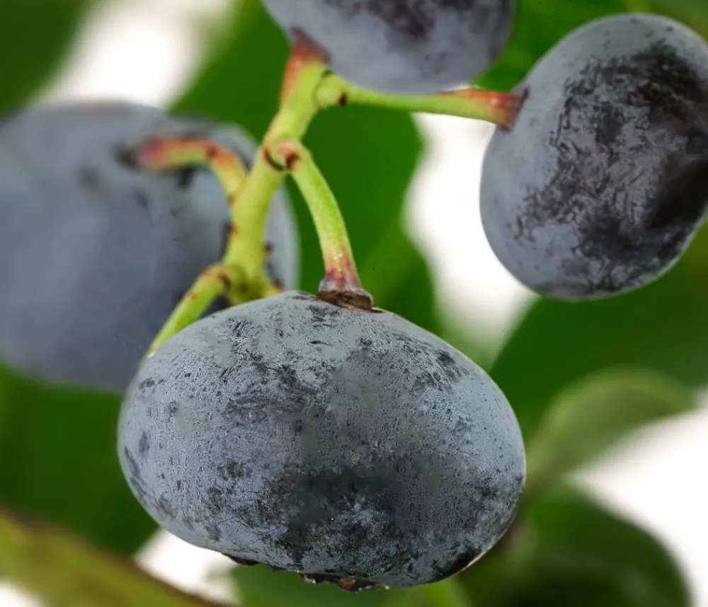Dehner Heidelbeeren Heidelbeeren|Beerensträucher > Heidelbeere 'Goldtraube'