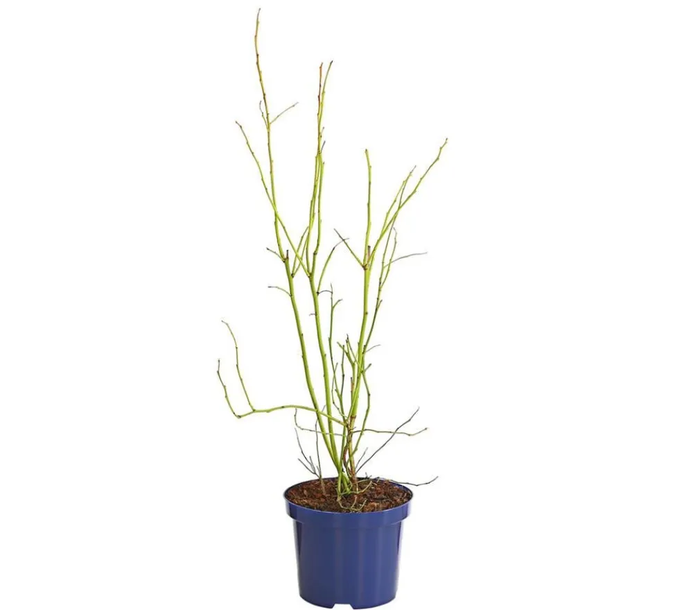 Dehner Heidelbeeren Heidelbeeren|Beerensträucher - Heidelbeere 'Goldtraube' Blau