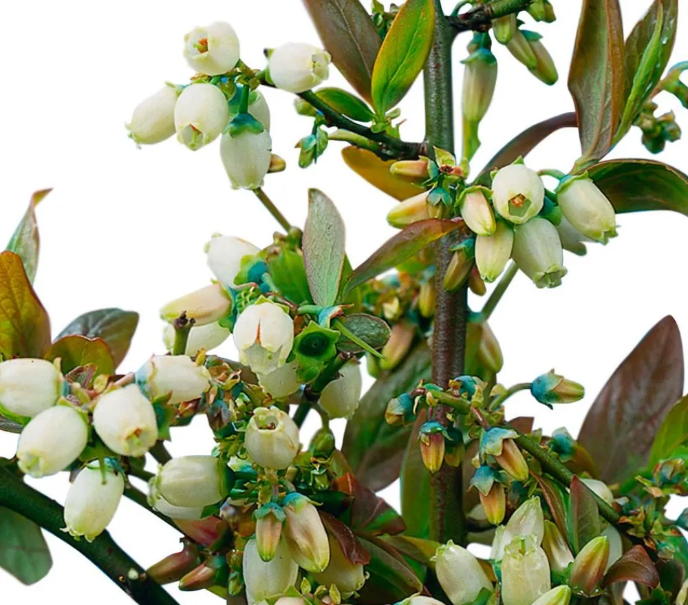 Dehner Heidelbeeren Heidelbeeren|Beerensträucher - Heidelbeere 'Goldtraube' Blau