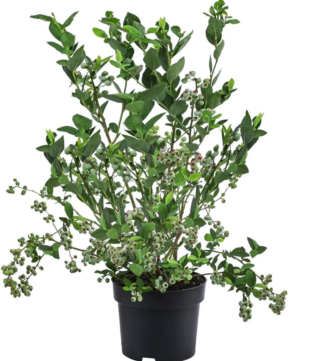 Dehner Heidelbeeren Heidelbeeren|Beerensträucher - Heidelbeere 'Goldtraube' Blau