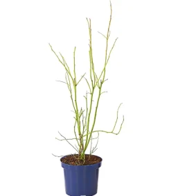 Dehner Heidelbeeren Heidelbeeren|Beerensträucher > Heidelbeere 'Hortblue Petite®'