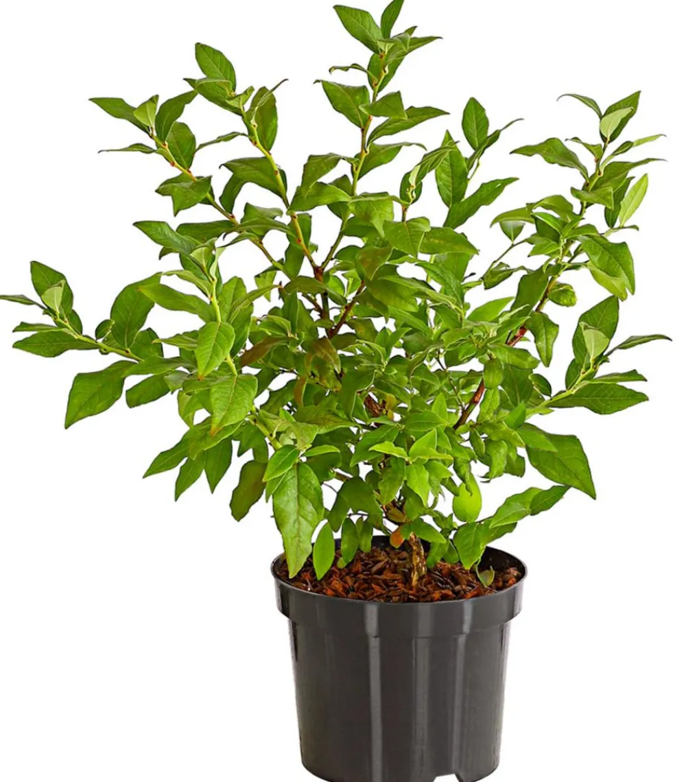 Dehner Heidelbeeren Heidelbeeren|Beerensträucher > Heidelbeere 'Hortblue Petite®'