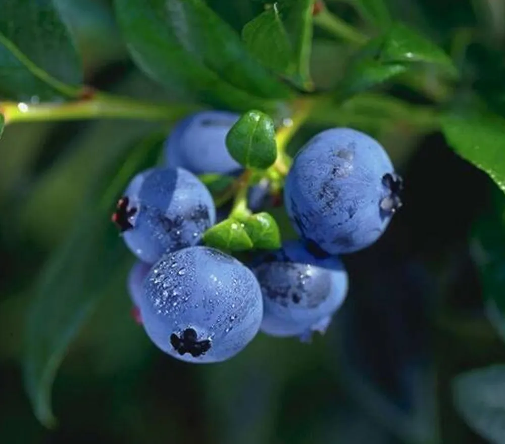 Dehner Heidelbeeren Heidelbeeren|Beerensträucher > Heidelbeere 'Hortblue Petite®'