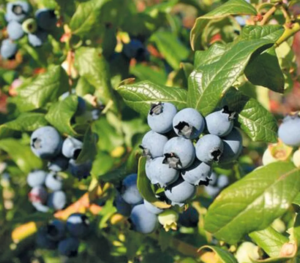 Dehner Heidelbeeren Heidelbeeren|Beerensträucher > Heidelbeere 'Hortblue Petite®'