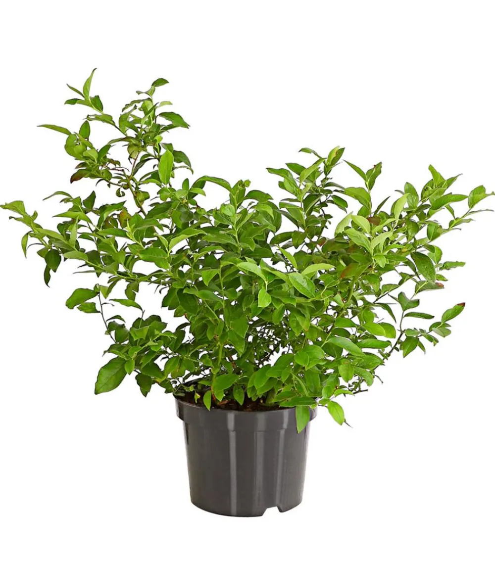 Dehner Heidelbeeren Heidelbeeren|Beerensträucher - Heidelbeere 'Nordländische Bickbeere' Blau