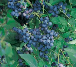 Dehner Heidelbeeren Heidelbeeren|Beerensträucher - Heidelbeere 'Nordländische Bickbeere' Blau