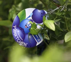 Dehner Heidelbeeren Heidelbeere 'Pünktchen' Blau Sale