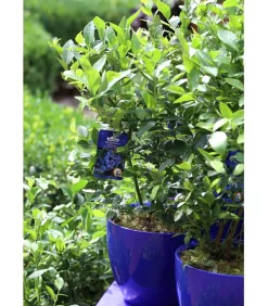 Dehner Heidelbeeren Heidelbeere 'Pünktchen' Blau Sale