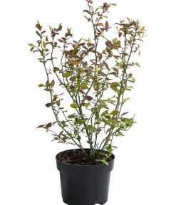 Dehner Heidelbeeren Heidelbeere 'Pünktchen' Blau Sale