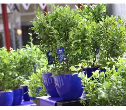 Dehner Heidelbeeren Heidelbeere 'Pünktchen' Blau Sale